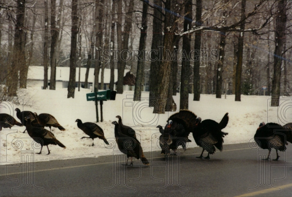 1994 Turkey bird Meleagris Gallopavo - Historic Images