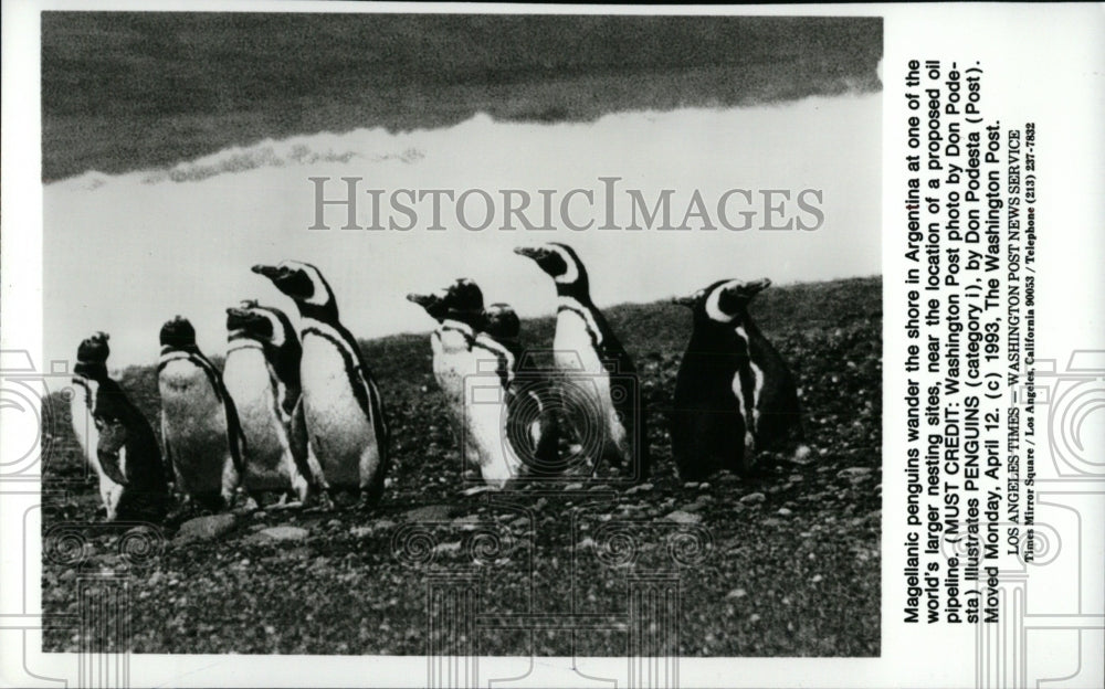 1993, Magellanic Penguins Argentina- RSA02871 - Historic Images