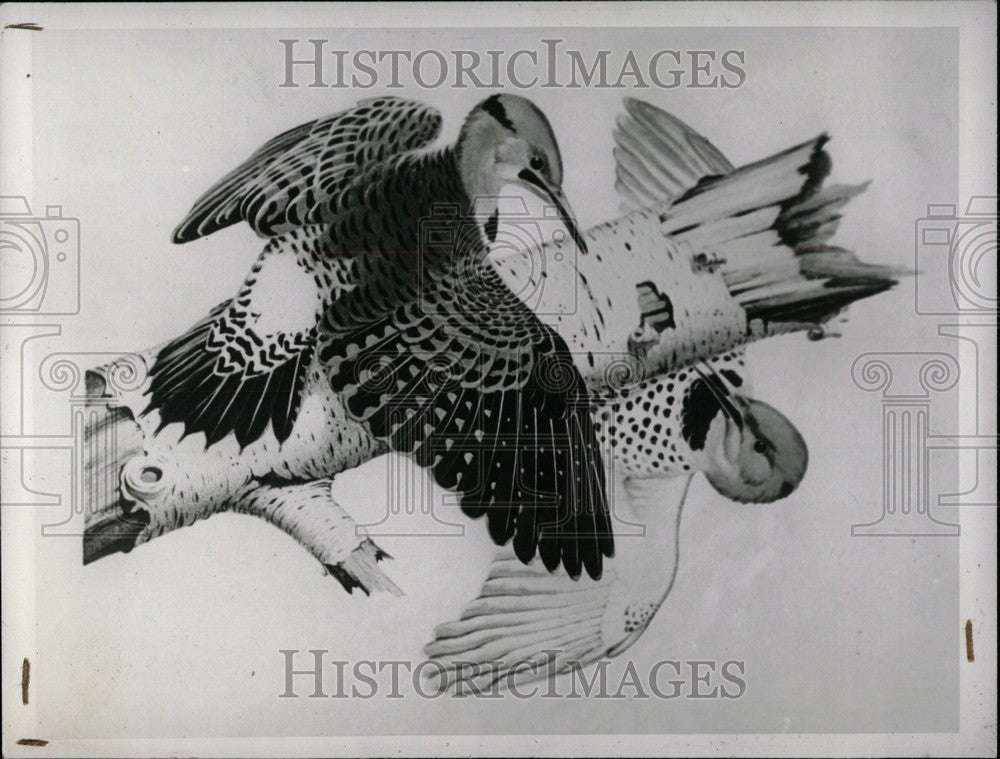 1943 Press Photo Northern Flicker North America Birds- RSA05183 - Historic Images