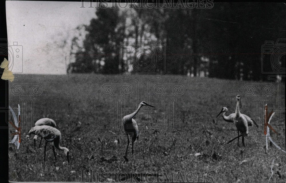 1951 Crane birds - Historic Images