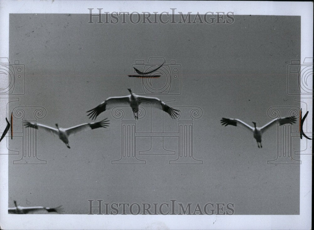 1969 Whooping Crane North American bird - Historic Images