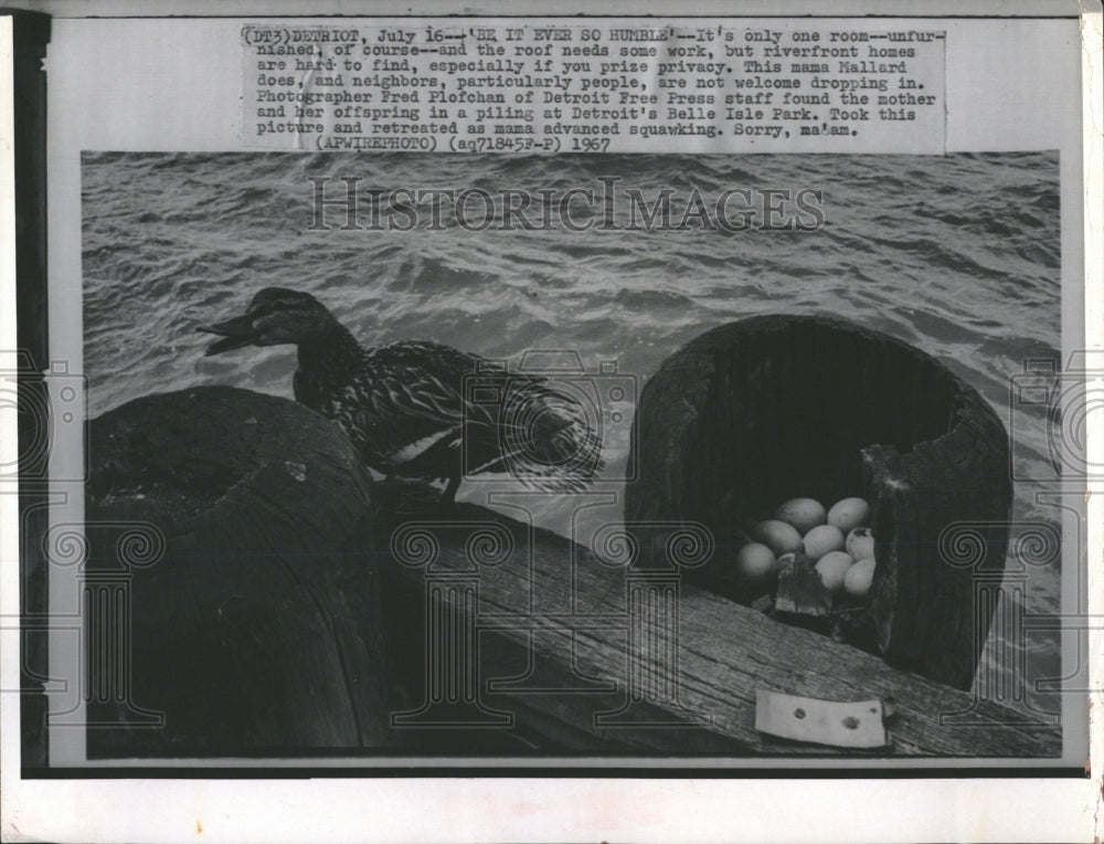 1967 Mama Mallard with Nest &amp; Eggs, Detroit - Historic Images