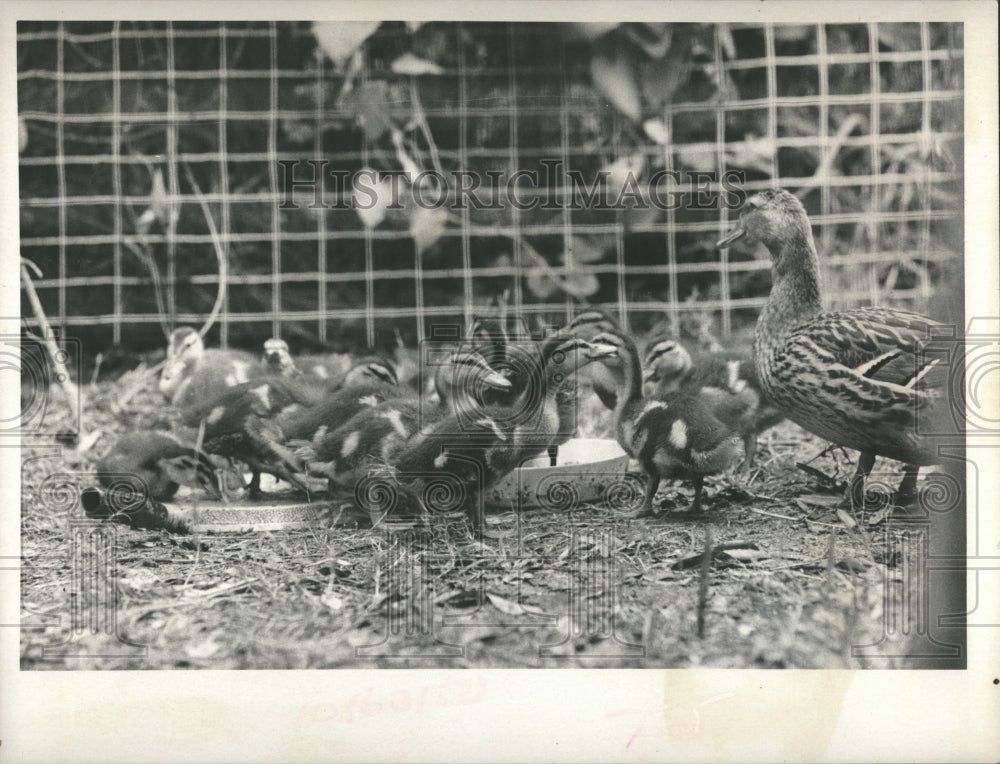 1973, A Mother Duck And Her Babies- RSA06325 - Historic Images