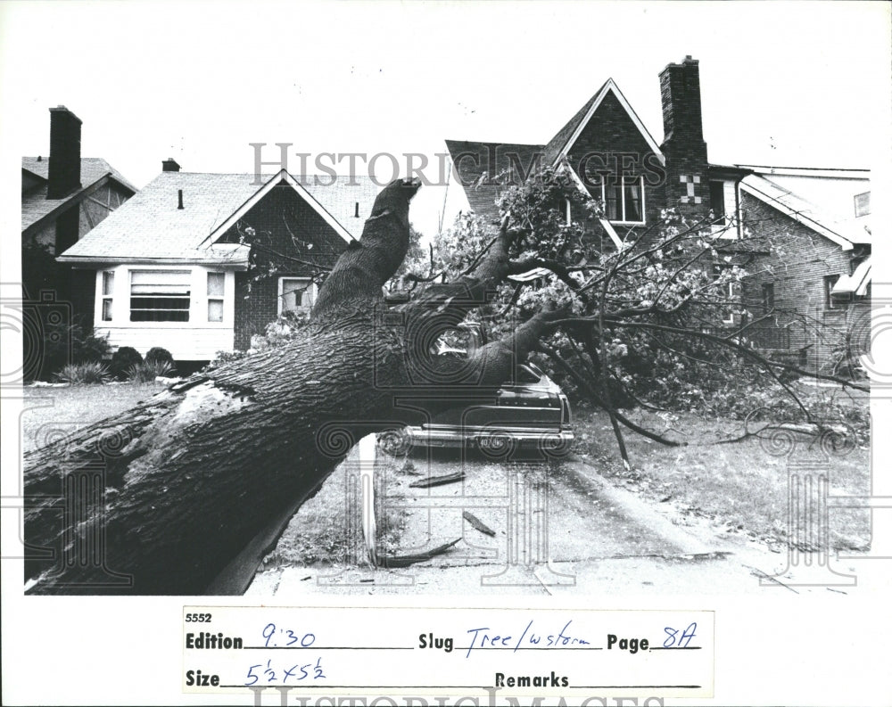 1983 Summer Storm Damage Uprooted Tree Smit - Historic Images