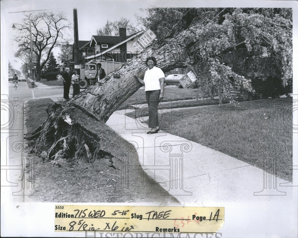 1974 Tree falls homedown high land Wyoming - Historic Images