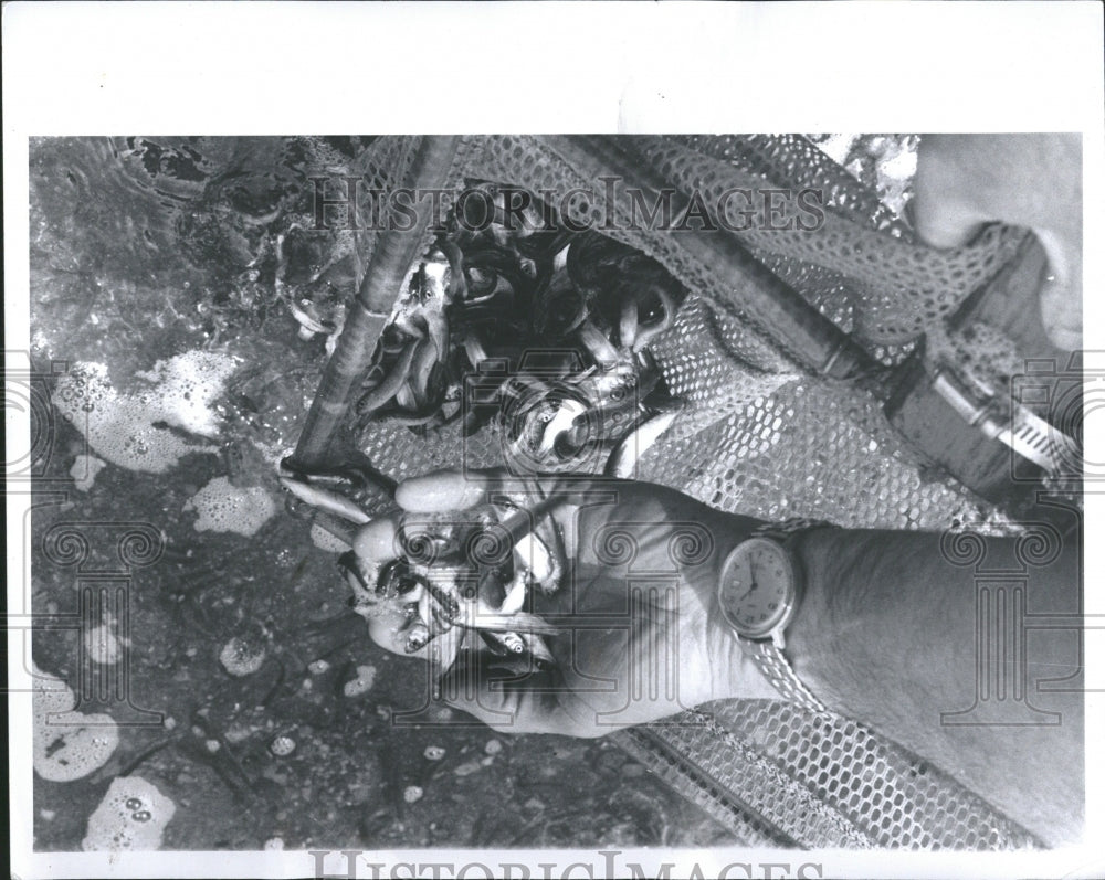 1975, Salmon dumped Caso Lake- RSA06885 - Historic Images