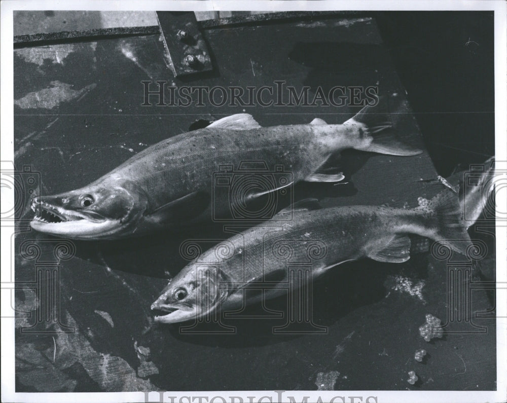 1969 Adult Kohanee Salmon - Historic Images