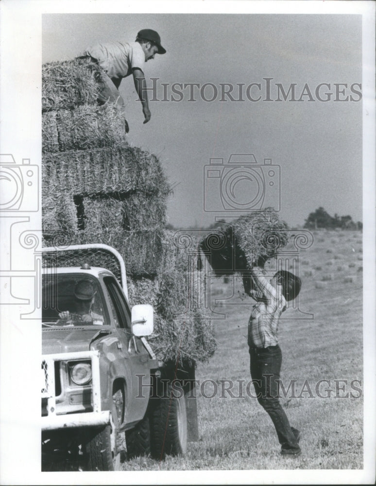 1979 cutting bailing 160 acres clover team - Historic Images