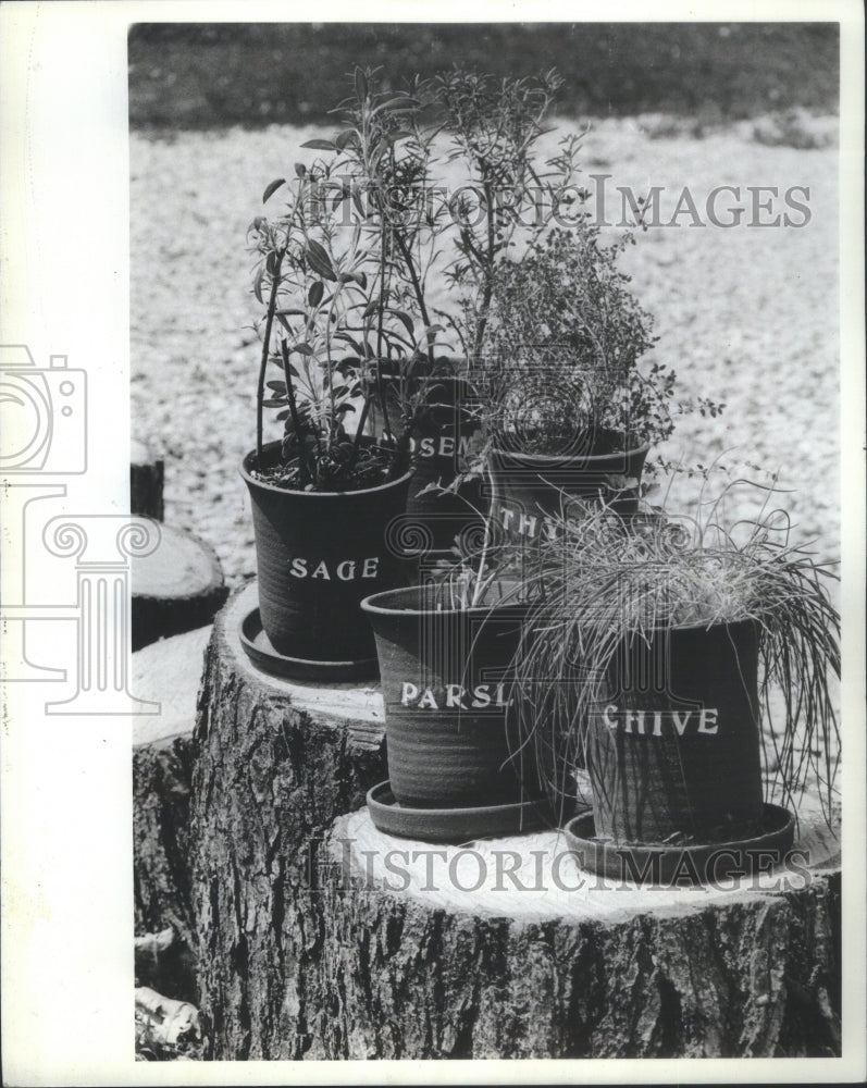 1982 Garden Herbs Sage Thyme Basil Parsley-Historic Images