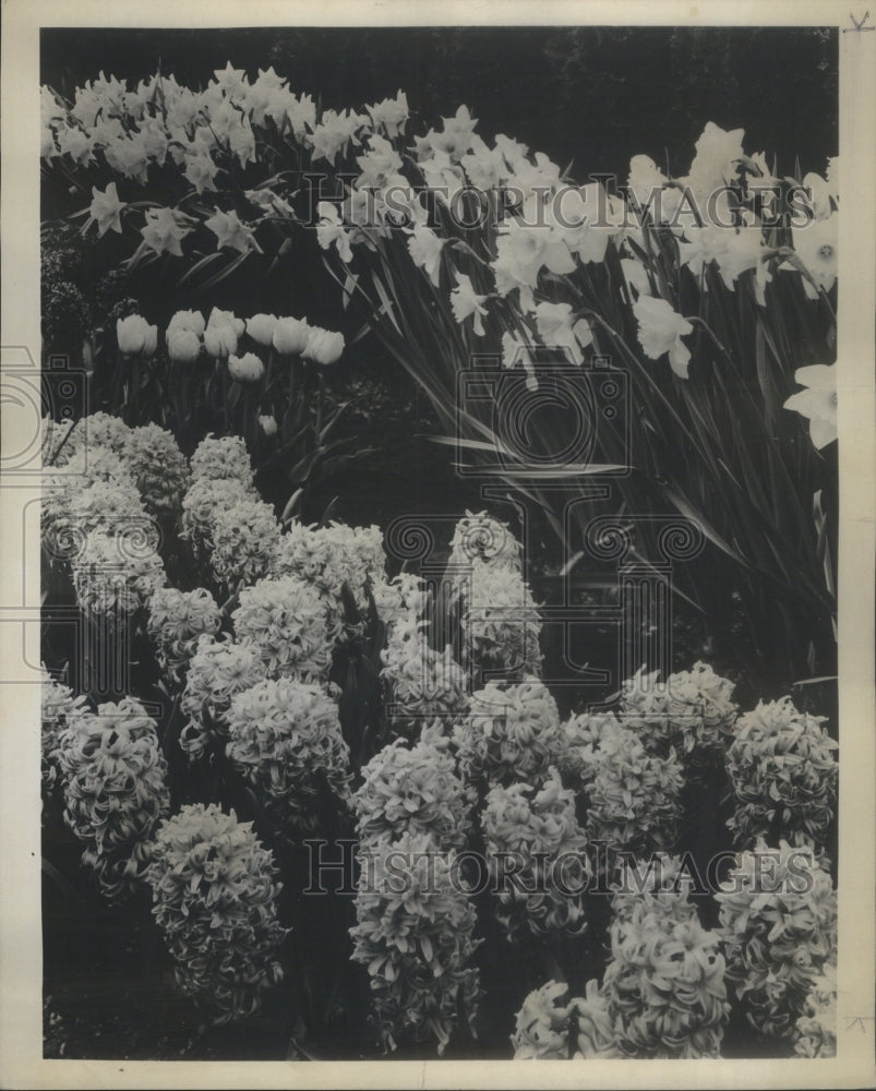 1970 Press Photo Hyacinth Kind Of Flowers - Historic Images