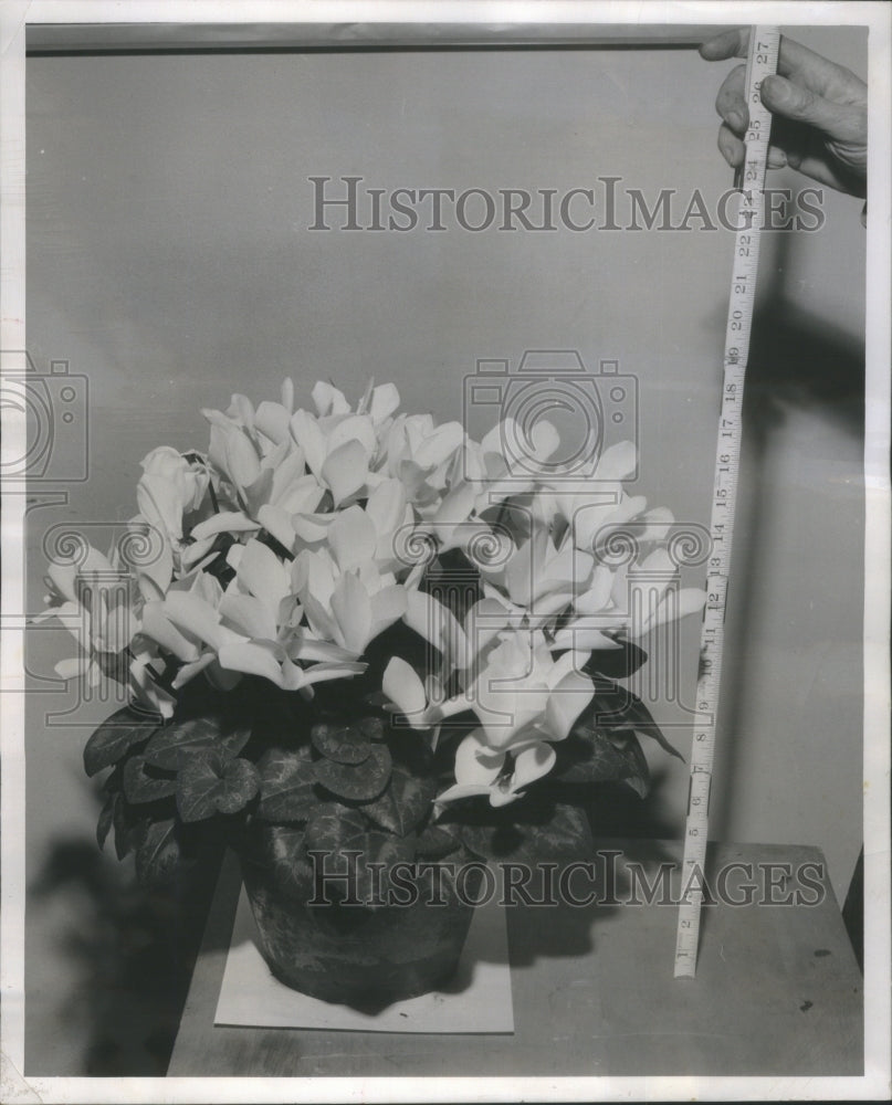 1952 White Cylamen Plants - Historic Images