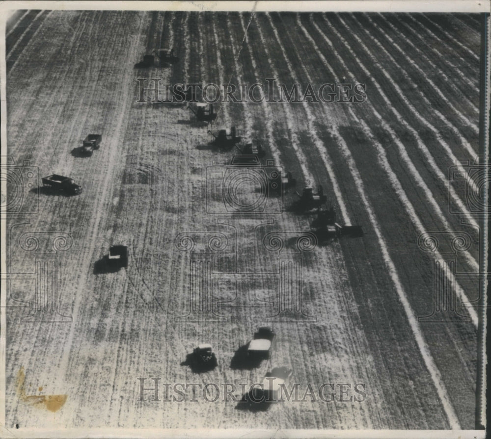 1947 Harvesting Implement select wheat Team - Historic Images