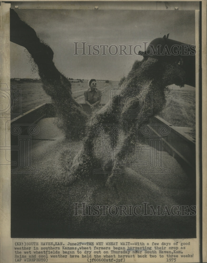 1975 Wheat Farmers Began Harvesting Their C-Historic Images