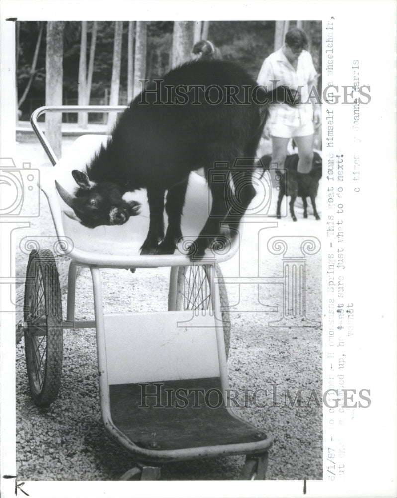 1987 Goat Wheel Chair Homosassa Springs Nat - Historic Images