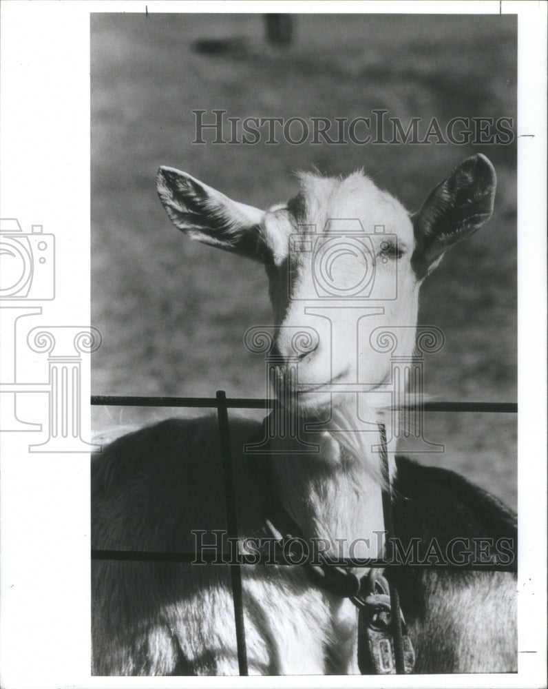 1988 Press Photo Goat Lives At Golden Fleece Dairy - Historic Images