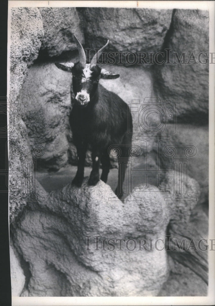 1973 African Breed Rysmie Black goat white-Historic Images