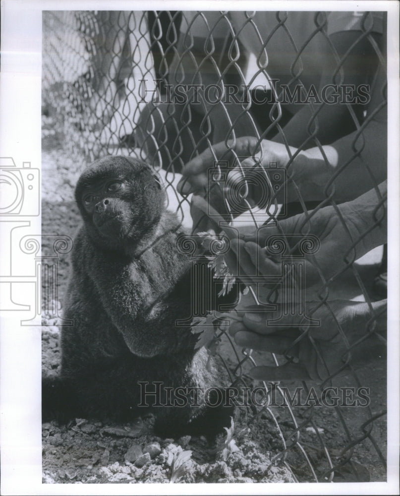 1960 Press Photo Monkey at St. Pete Nature trail- RSA11693- Historic Images