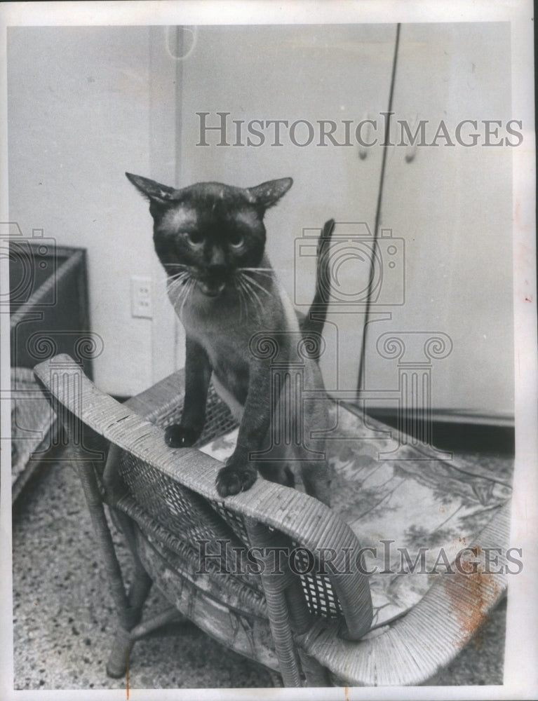 1970 Siamese Cat - Historic Images