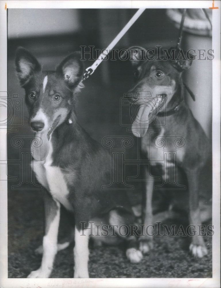 1970 Bow Tiemale puppies Pinellas County An - Historic Images