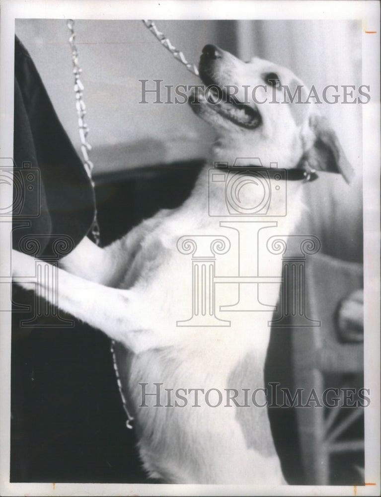 1970 Press Photo Pinellas Animal Protection association- RSA11731 - Historic Images