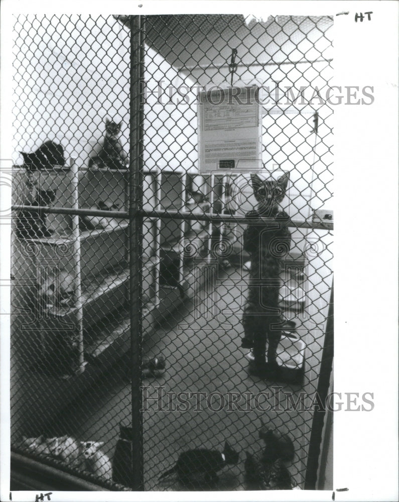 1989 Animal Control adopt-a-cat Homes Work - Historic Images