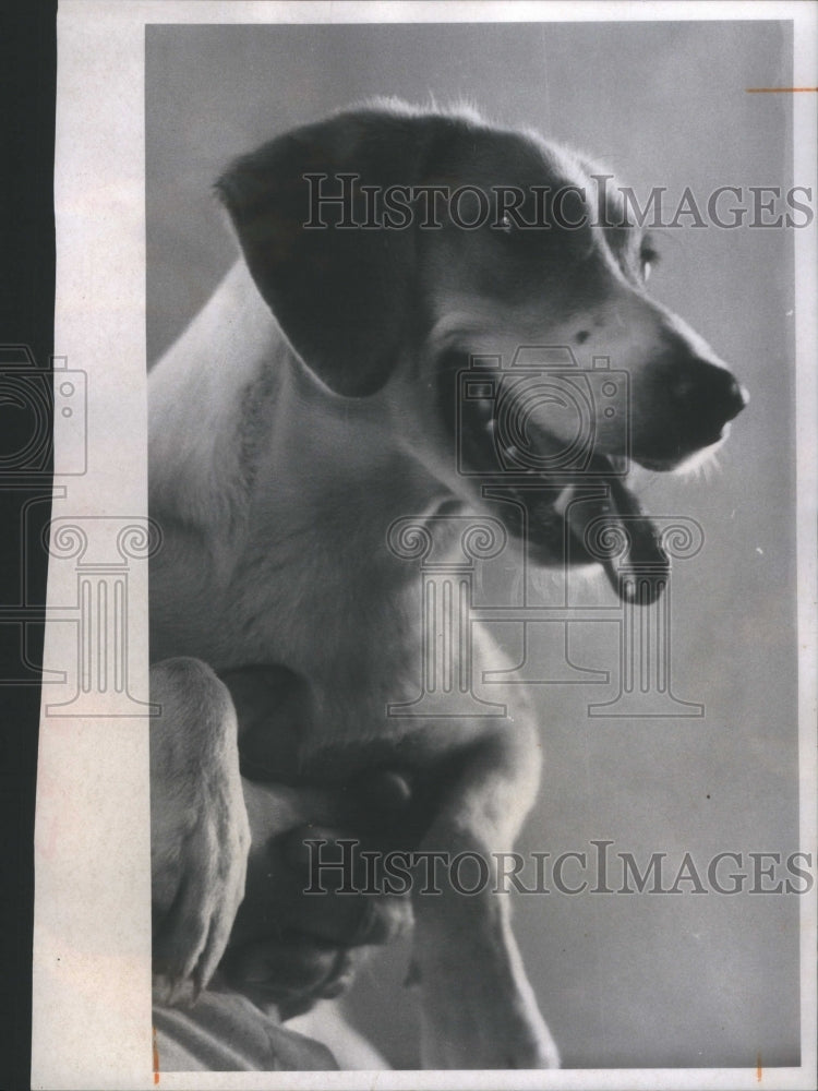 1971 Press Photo Pinellas County Dog Control Center- RSA11753 - Historic Images