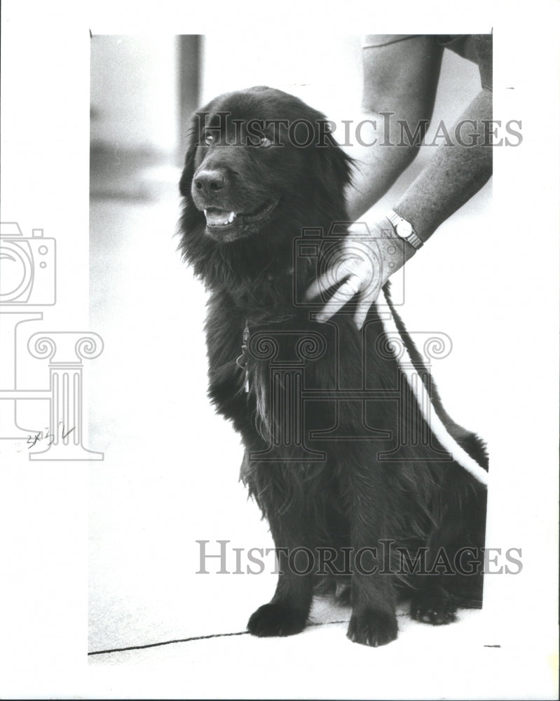 1992 3-year-old male chow mix - Historic Images