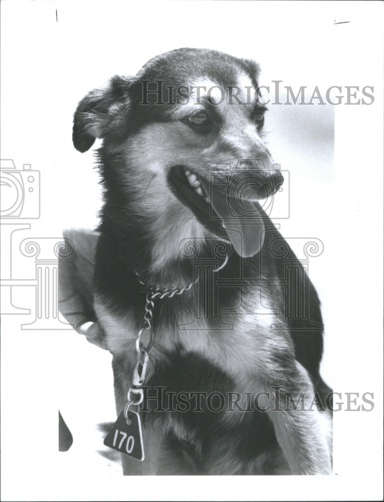 1992 Male Sheltie terrier mix Adoption Pine - Historic Images