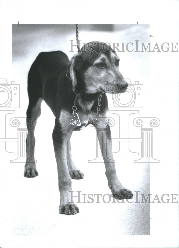 1992 4-Month-Old Male Shepherd Mix Pinellas - Historic Images