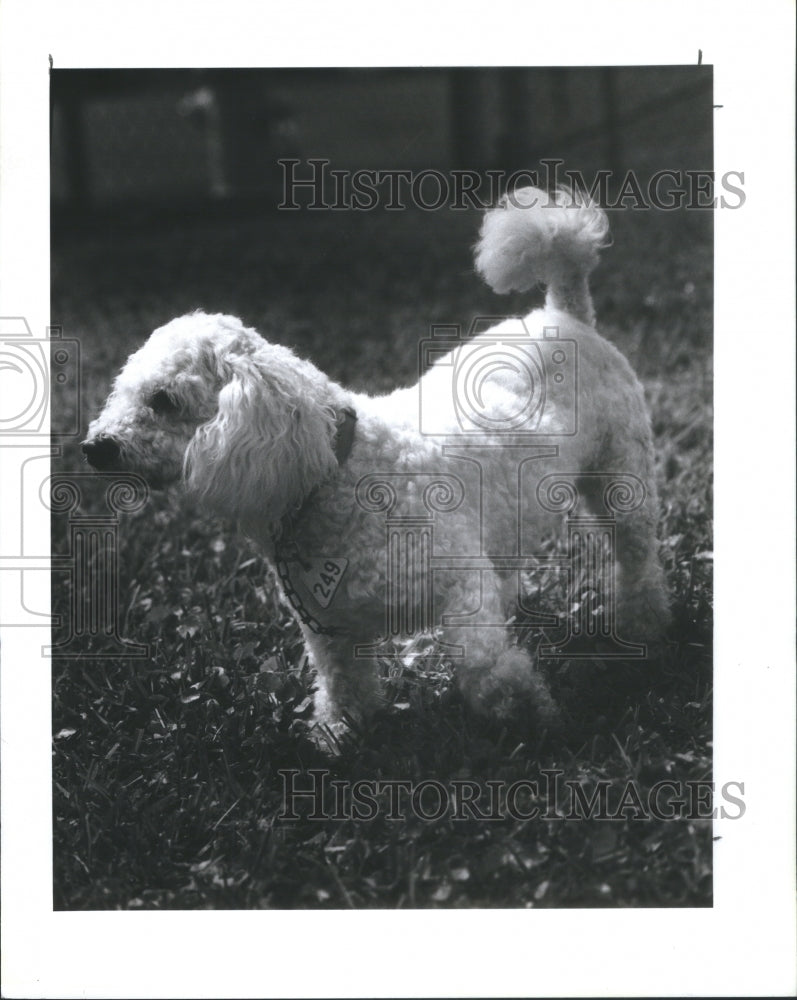 1992 Poodle Mix Animal Control - Historic Images