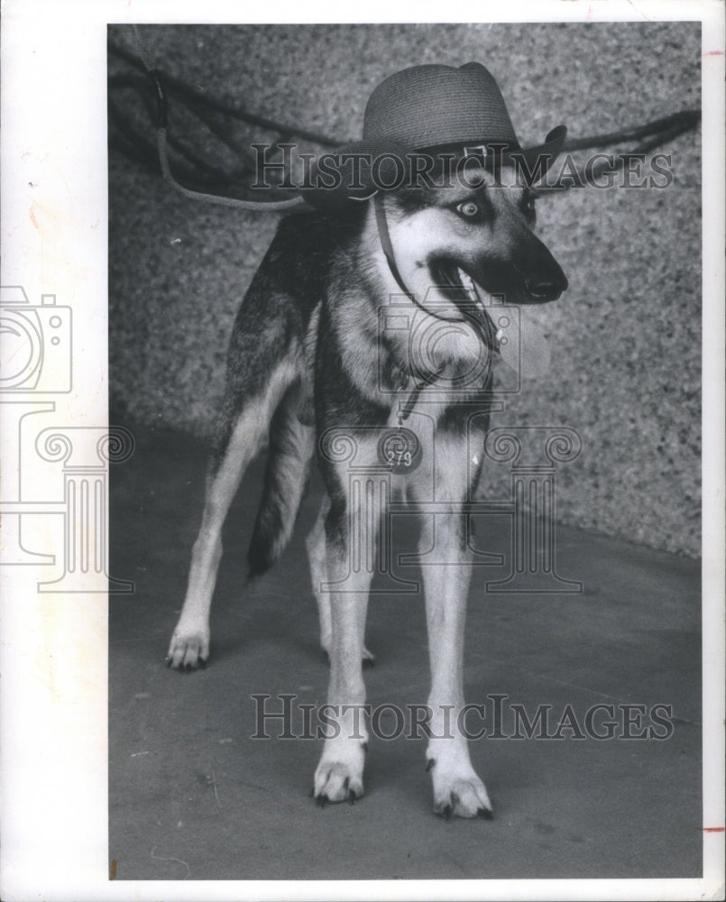 1974 Year Old German shepherd Puppy Pinella - Historic Images