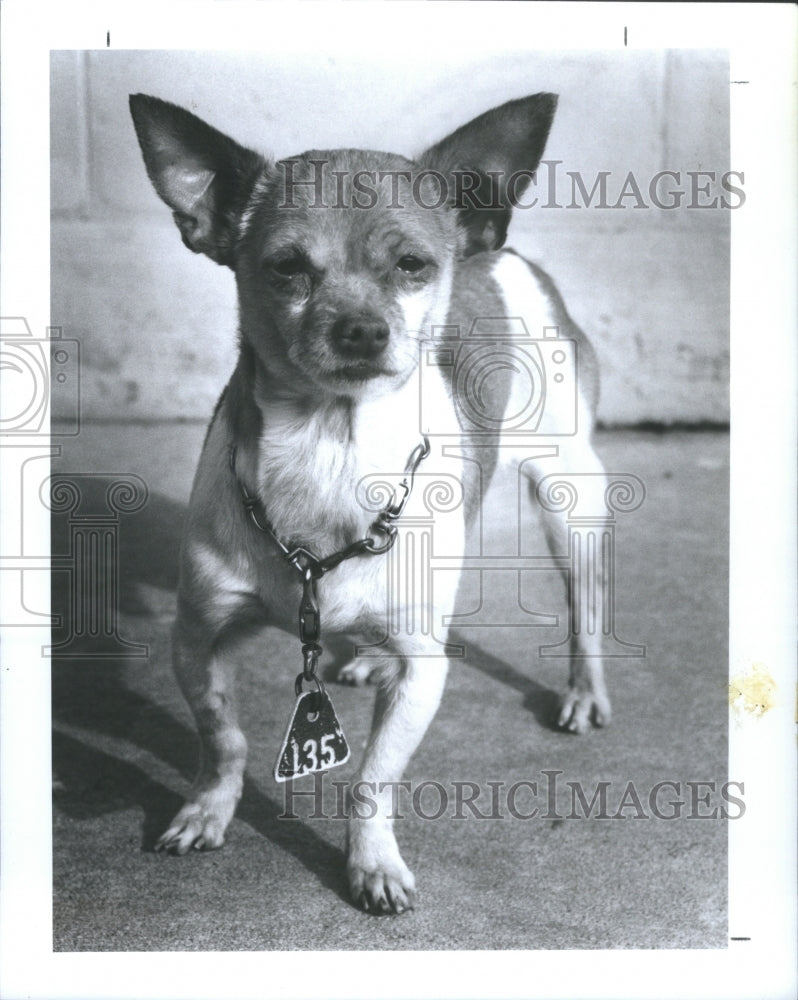 1991 Male Chihuahua Pet of the Week Pinella - Historic Images