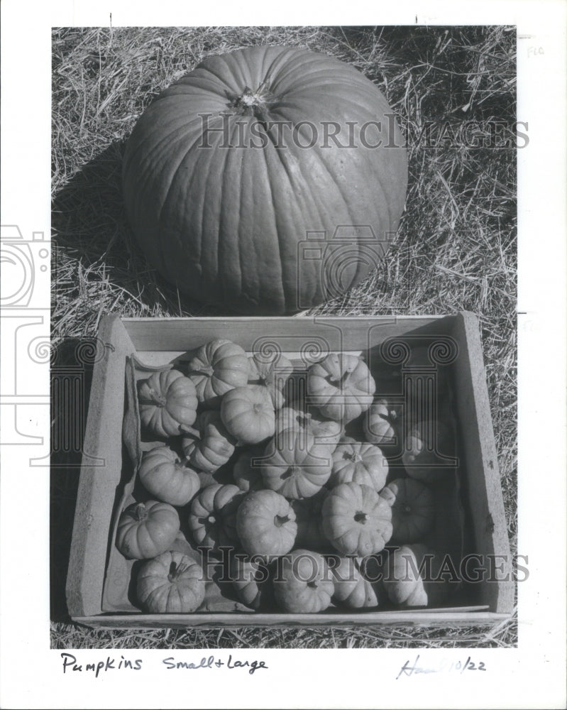 1992 Pumpkins larger box Normal Size Pictur - Historic Images