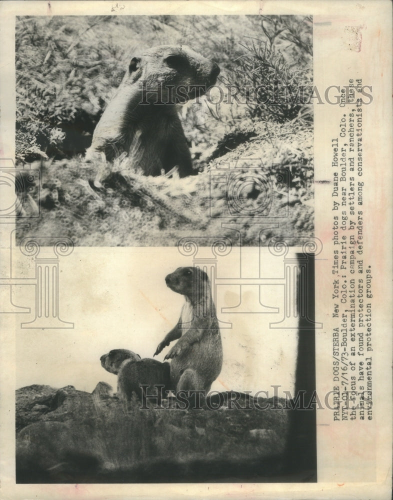 1973 Press Photo Prairie Dogs Boulder CO Protected by C- RSA11905 - Historic Images