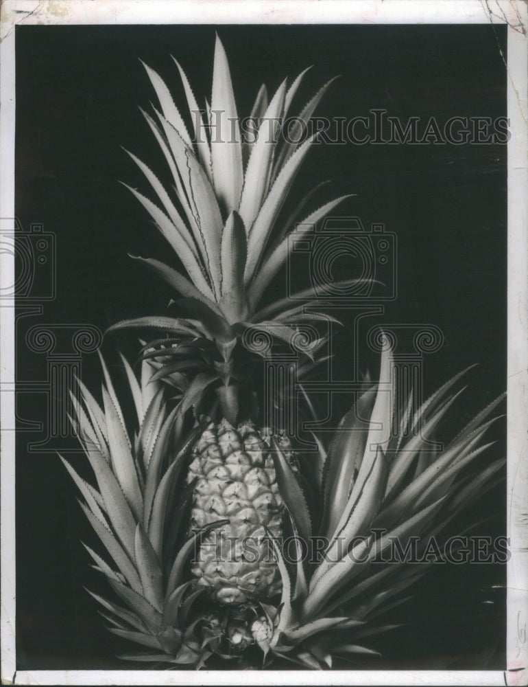 1969 Pineapple Grown In Southern Florida By - Historic Images