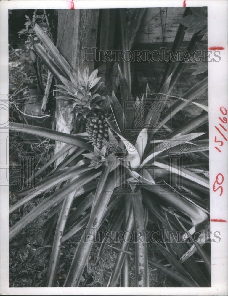 1969 Press Photo Five Pineapples On One Plant- RSA11929 - Historic Images