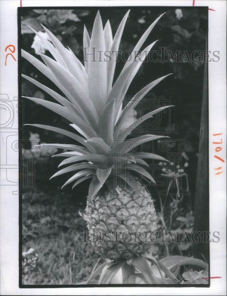 1974 Pineapple - Historic Images