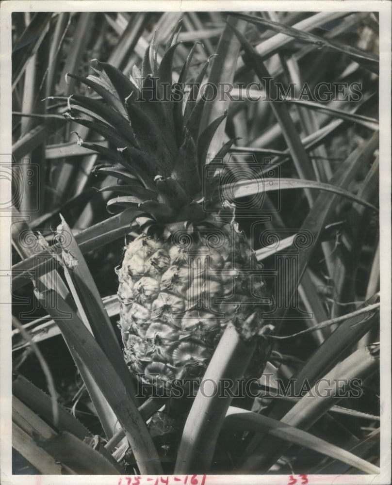 1967 Spanish Moss is related to the Pineapp - Historic Images