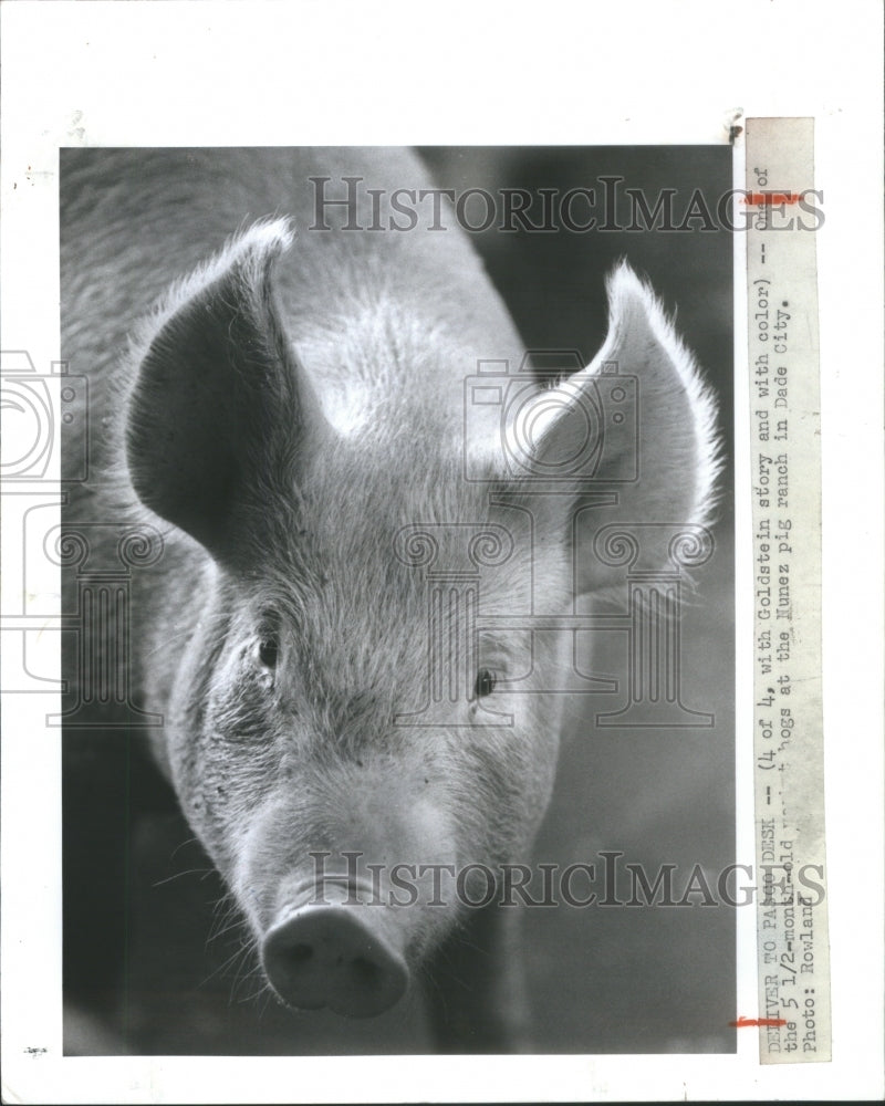 1988 Market Pig Ready To Be Sold At Nunez P - Historic Images