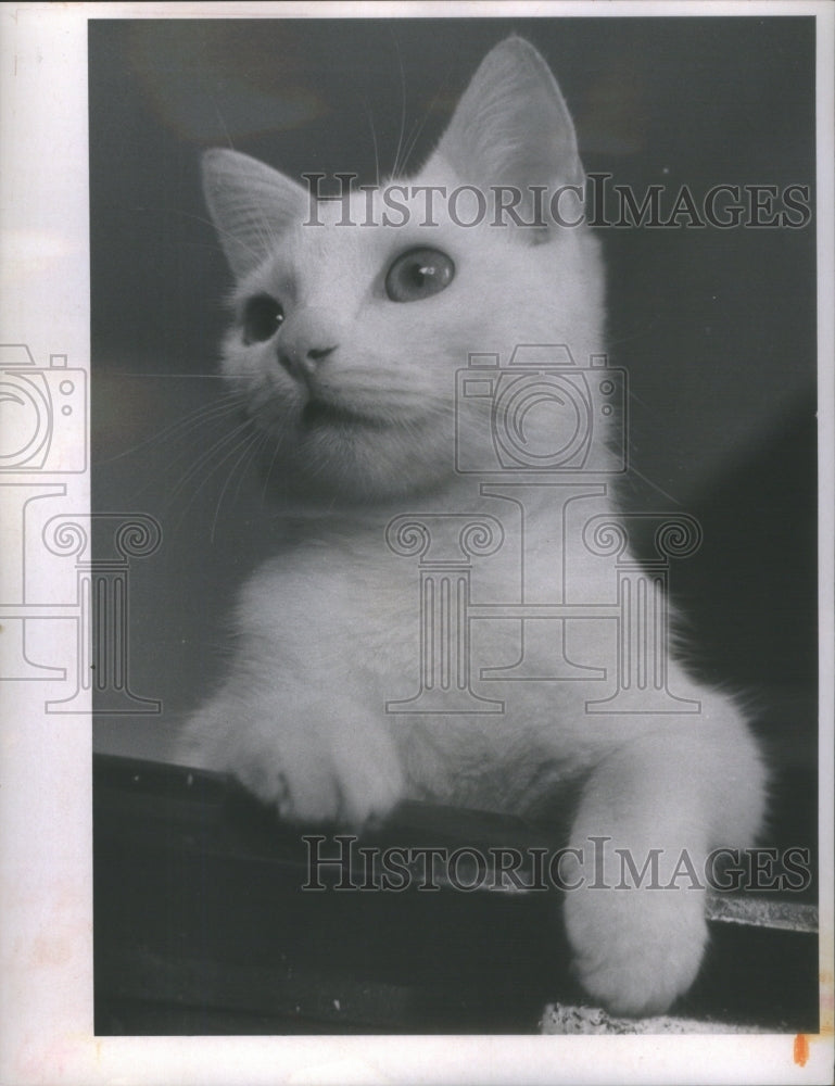 1970 Press Photo Part Persian Kitten/White- RSA11969 - Historic Images