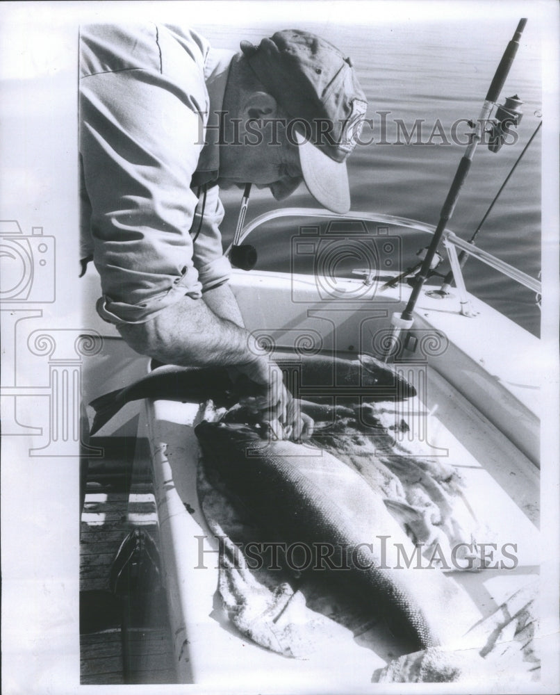 1967 Fisherman Large Coho Salmon Reeled Boa - Historic Images