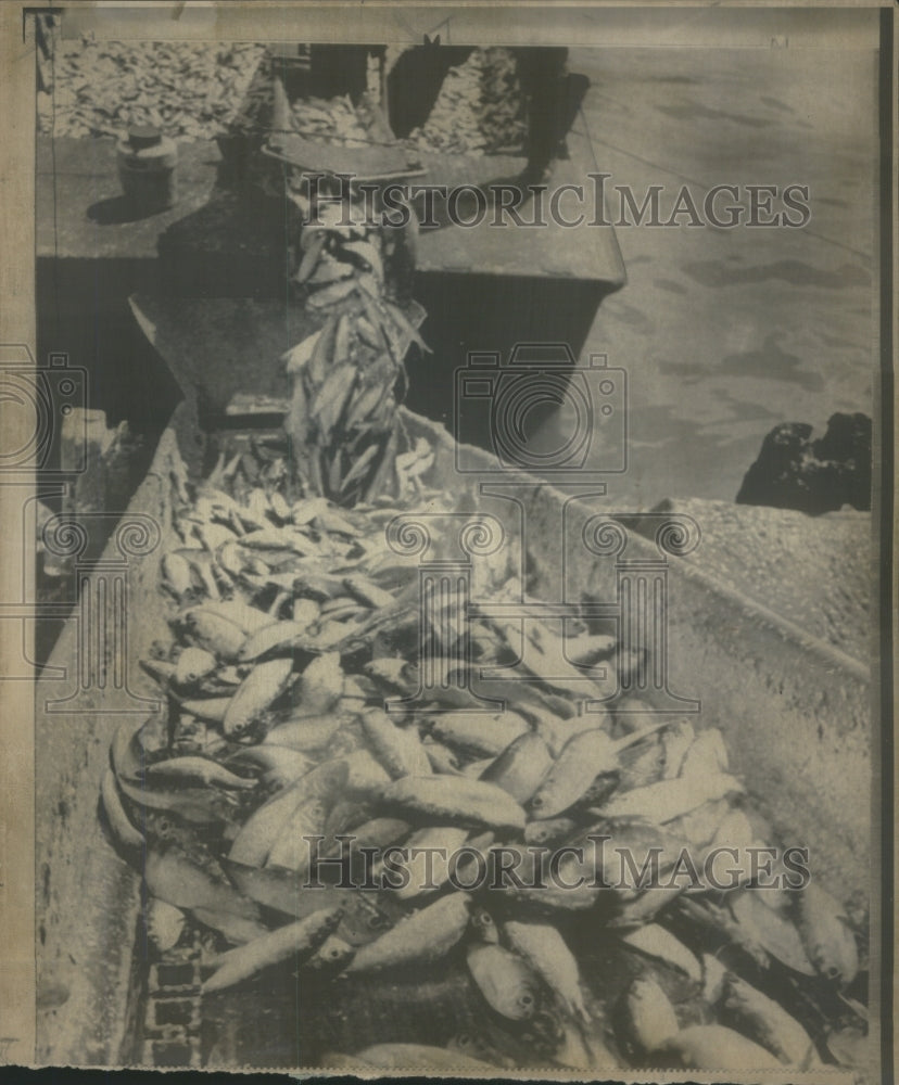 1963 Dead alewives Milwaukee Harbor conveye - Historic Images