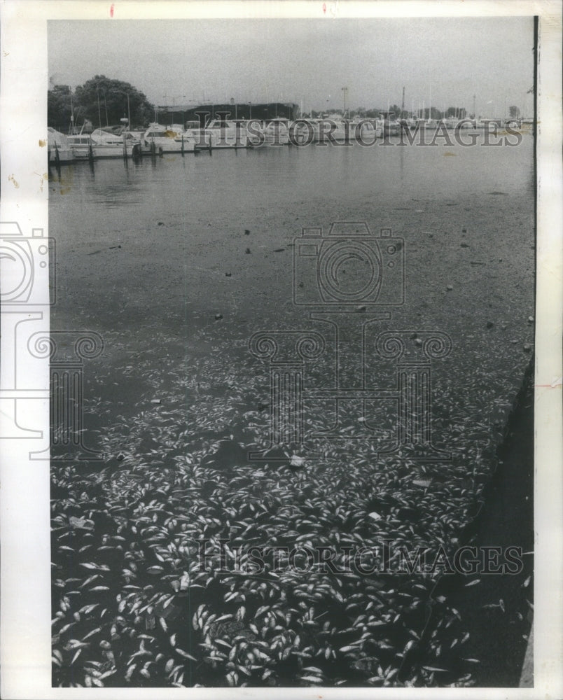 1975 Press Photo Dead alewives litter the water in Belm- RSA12769 - Historic Images