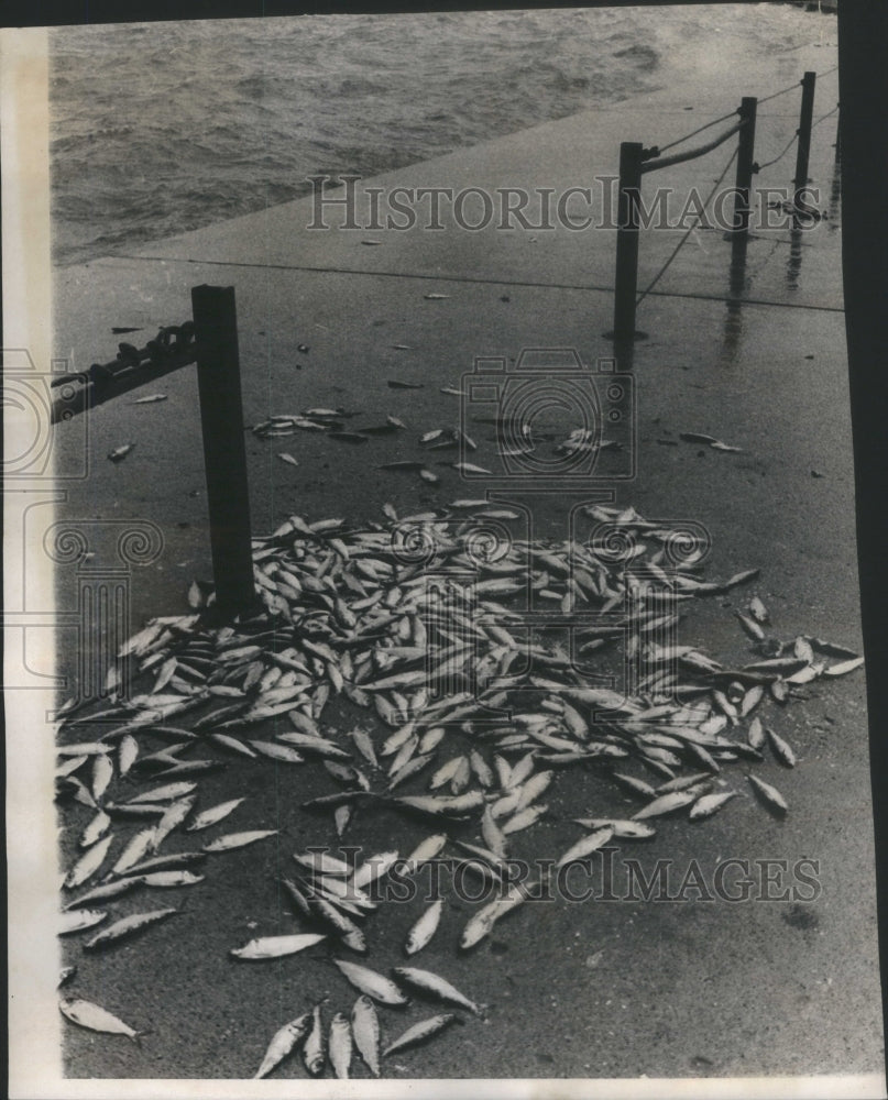 1970, Dead Fish At Montrose Beach- RSA12781 - Historic Images