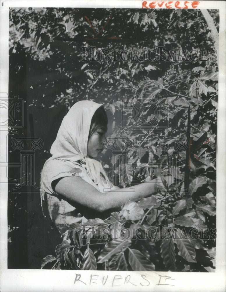 1961 Hand Labor Coffee Production - Historic Images