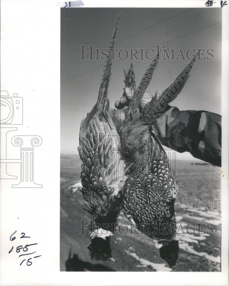 1986 Hunt Bird Feathers Shoot - Historic Images