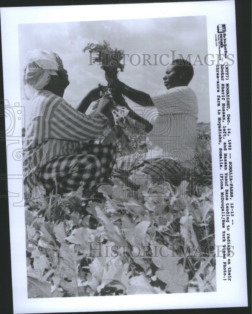 1992 Somalia/Farm/Agriculture - Historic Images