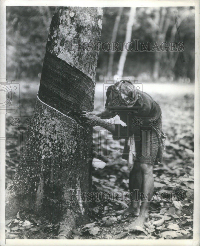 U S Rubber Company Plantations Tree-Historic Images