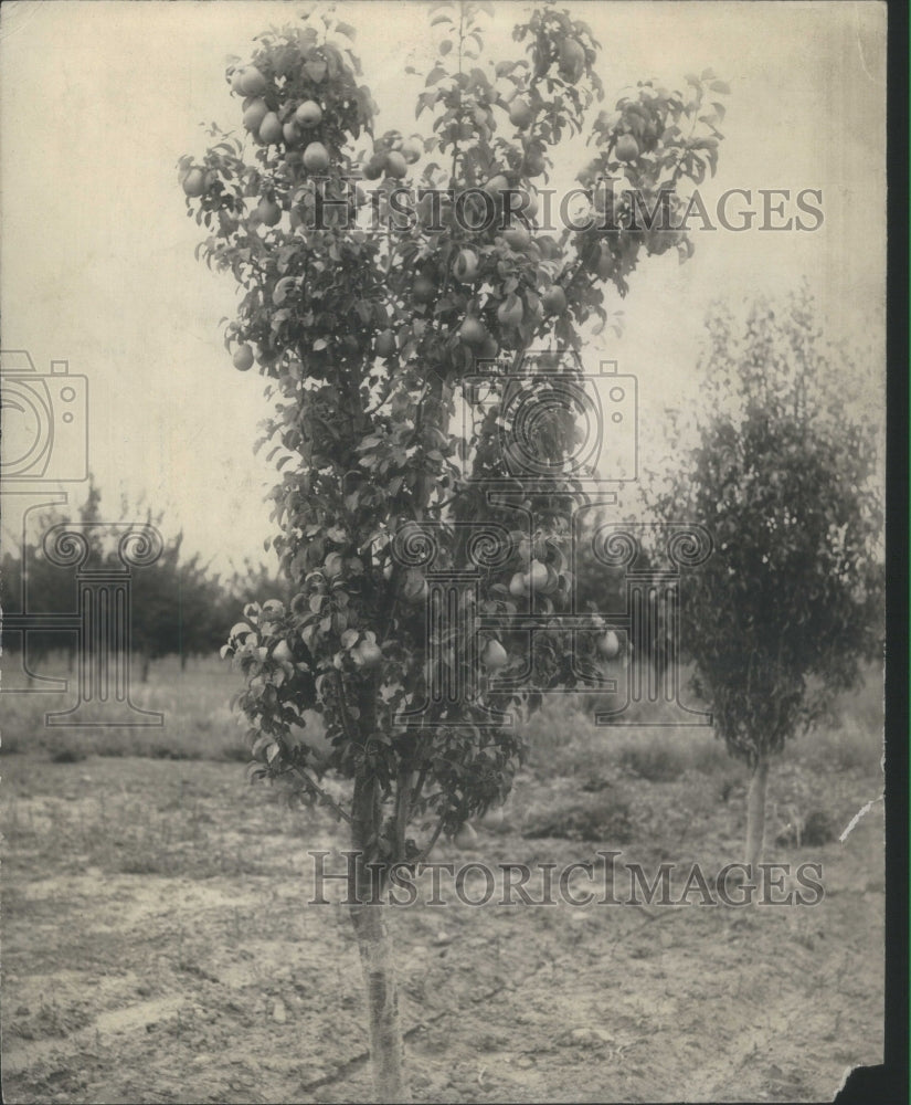 3 Year Old Pear Tree - Historic Images