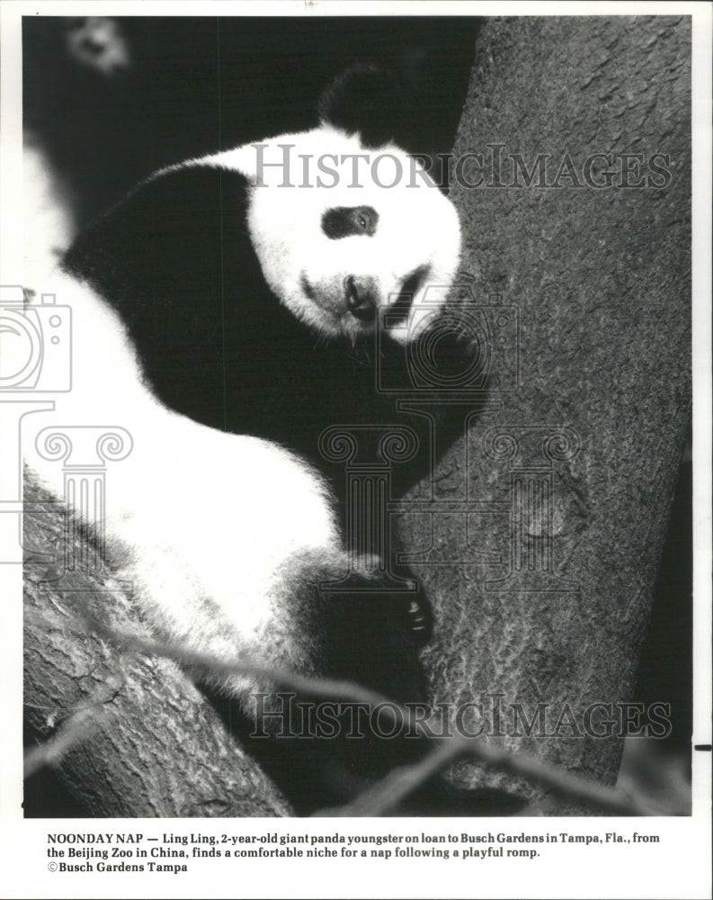 1988 Ling giant panda Beijing Zoo busch FL - Historic Images